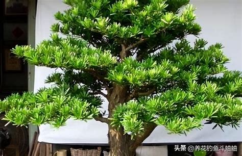 羅漢松 種植|羅漢松種植指南：掌握技巧，輕鬆種出蒼翠羅漢松 